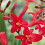 CROCOSMIA Lucifer, Pillar-box Red. 2