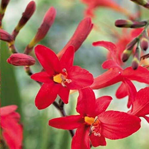 CROCOSMIA Lucifer, Pillar-box Red. 1