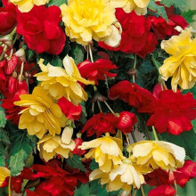 BEGONIA pendula. Red and Yellow.