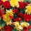 BEGONIA pendula.  Red and Yellow. 1
