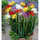 FREESIA Double. Mixed Colours. 3