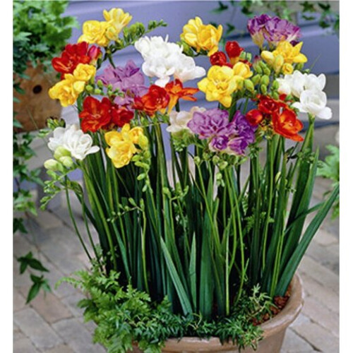 FREESIA Double. Mixed Colours. 2