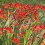 CROCOSMIA Lucifer, Pillar-box Red. 3