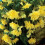 BEGONIA pendula.  Red and Yellow. 2