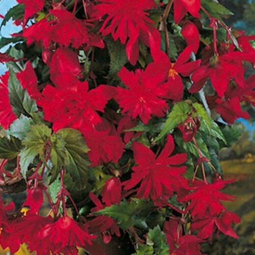 BEGONIA pendula.  Red and Yellow. 2
