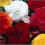 BEGONIA Double. Mixed Colours. 1