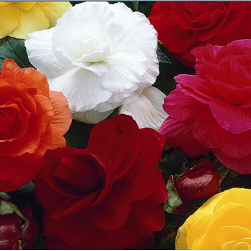 BEGONIA Double. Mixed Colours.