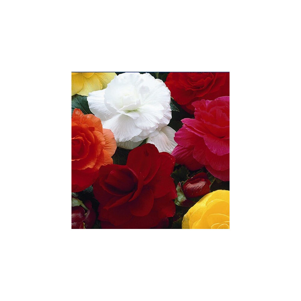 BEGONIA Double. Mixed Colours.