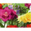 FREESIA Double. Mixed Colours. 1