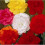 BEGONIA Double. Mixed Colours. 2