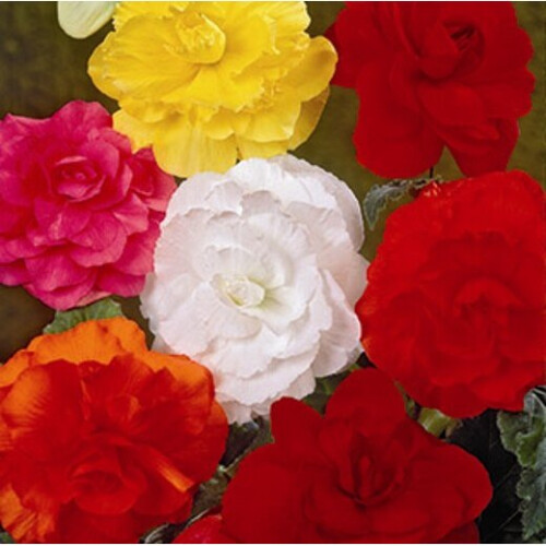 BEGONIA Double. Mixed Colours. 1