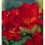FREESIA Double. Mixed Colours. 2