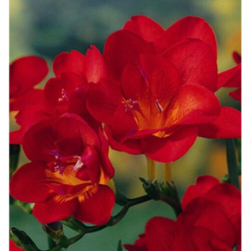 FREESIA Double. Mixed Colours. 1