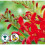 CROCOSMIA Lucifer, Pillar-box Red. 1