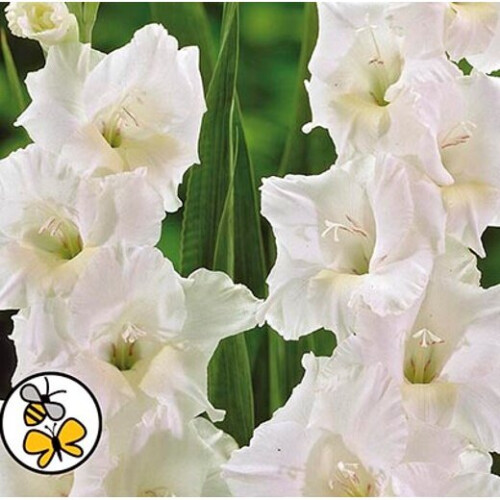 GLADIOLIA White Prosperity.