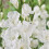 GLADIOLIA White Prosperity. 2