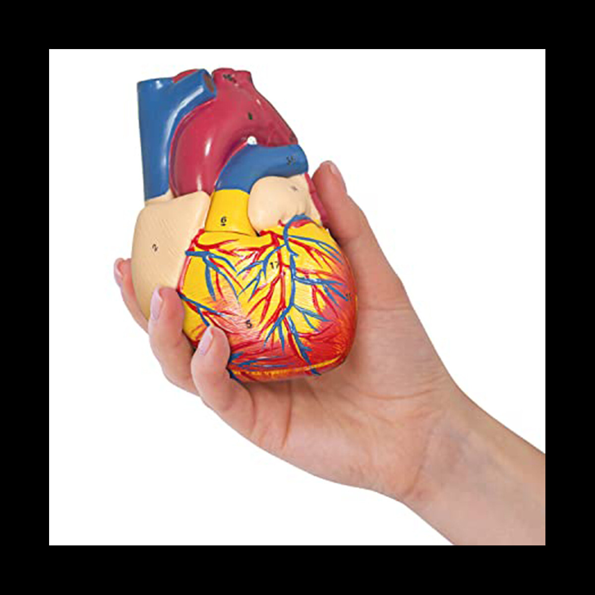 TYRRDE 2X Life Size Anatomical Heart Model - 49 Structures With 4 Detachable Magnetic Parts