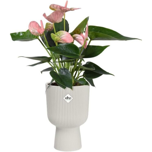 Elho Vibes Fold Coupe Silky White 14cm 2