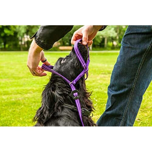 Gencon Medium Headcollar Left Black/Silver 2