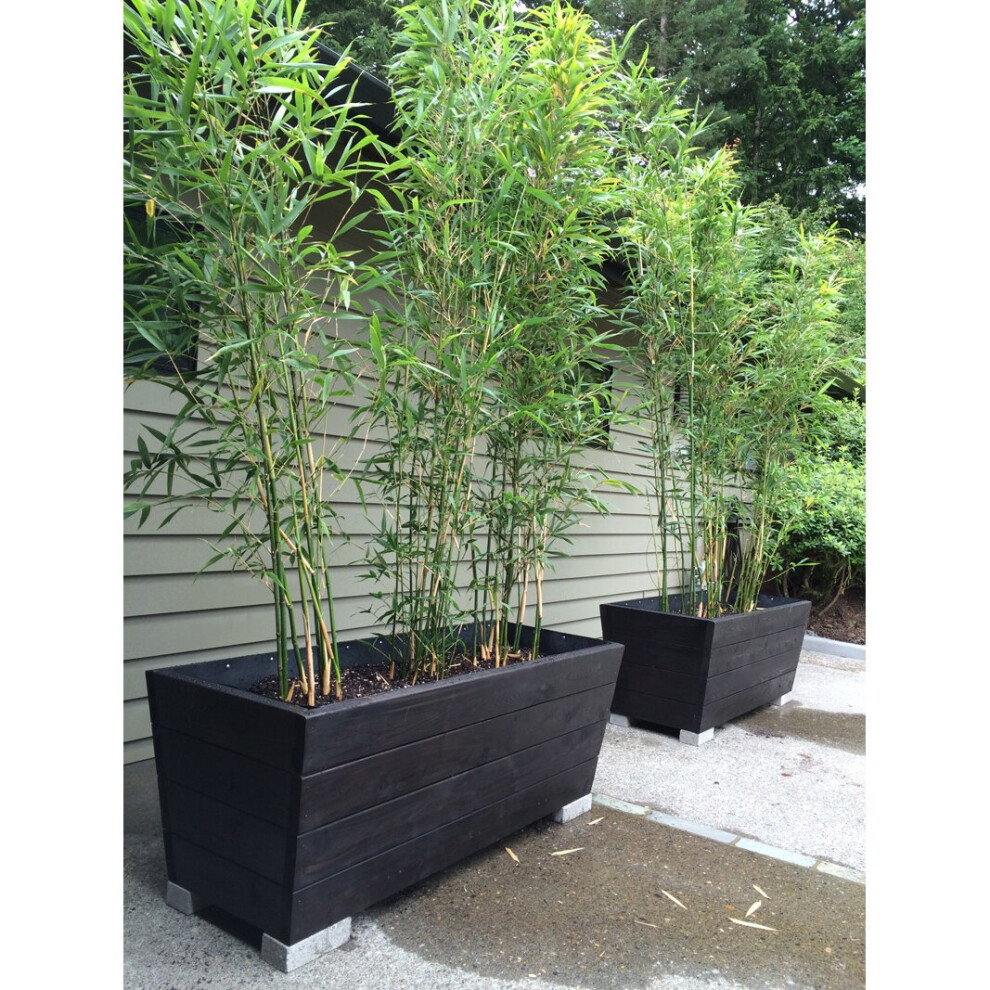 Cross Common Nursery Fountain Dwarf Bamboo Panda Fargesia Rufa 100 Cm Tall In 5L Pot Green