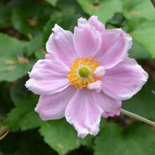 Anemone Konigin Charlotte by SeedsPlantsBulbs