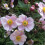 Anemone Konigin Charlotte by SeedsPlantsBulbs 2