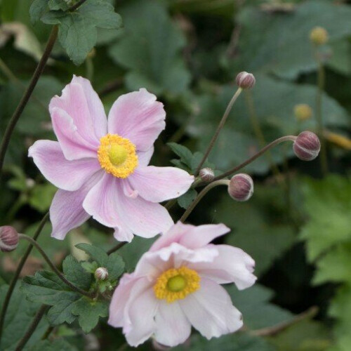 Anemone Konigin Charlotte by SeedsPlantsBulbs 2