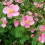Anemone Konigin Charlotte by SeedsPlantsBulbs 4