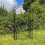 Selections Metal Windsor Garden Arch with Gate and Fixing Pegs 2