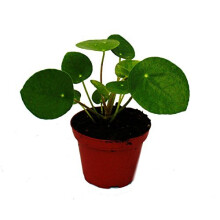 Mini - Pilea peperomioides - Chinese Money Tree - Belly Button Plant in 5.5cm Pot