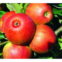 Dwarf Patio Jonagold Apple Fruit Tree 3-4ft supplied in a 5 Litre Pot