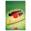 Carletti Chocolate Coated Bananas Full Box 1