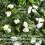 (White, 38cm) Best Artificial Tulip Topiary Ball 6