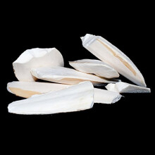 Broken Cuttlefish Pieces 100g