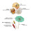 144Pcs Cocktail Umbrella for Drink&Food, Decorative Toothpicks for Party,Hotel, Restaurant, Bar,Hawaiian Party 4