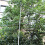High-Altitude Tree Branches Trimmer Extendable Tree Pruning Saw Fruit Tree Pruner Shears Without Pole for Cutting High Branches 5