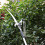 High-Altitude Tree Branches Trimmer Extendable Tree Pruning Saw Fruit Tree Pruner Shears Without Pole for Cutting High Branches 6
