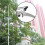 High-Altitude Tree Branches Trimmer Extendable Tree Pruning Saw Fruit Tree Pruner Shears Without Pole for Cutting High Branches 7