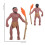 Simulation Human Evolution Models Primitive Figurine Growth Cycle Human Action Figures Educational Toys for Children 6