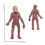 Simulation Human Evolution Models Primitive Figurine Growth Cycle Human Action Figures Educational Toys for Children 8
