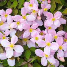 Clematis montana Rubens - Deciduous Climbing Shrub with Scented Pink Flowers for Trellises and Fences