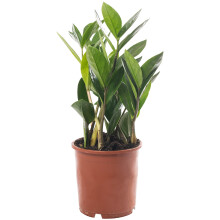Zamioculcas Large Indoor House Plant Real ZZ Evergreen Exotic Tall Home Plants