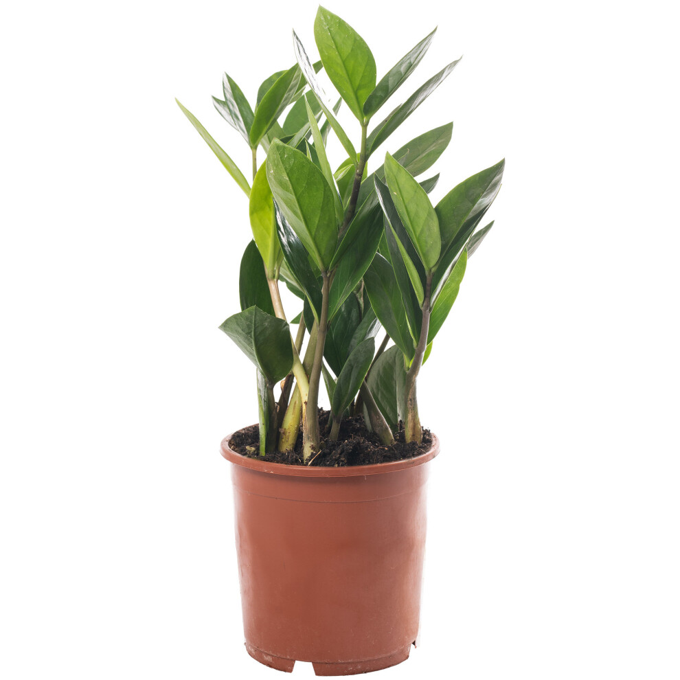 Zamioculcas Large Indoor House Plant Real ZZ Evergreen Exotic Tall Home Plants