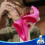 MR.SIGA Microfiber Cleaning Cloth,Pack of 12, Size:32 x 32 cm 3