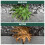 Total Glyphosate Weedkiller 2.5L Rootblast Kills Roots Stumps Long hose trigger 4