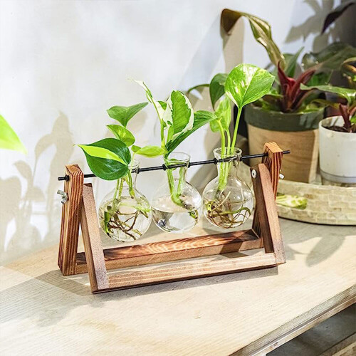 3pcs Bulb Glass Terrariums Vase with Wood Stand Set