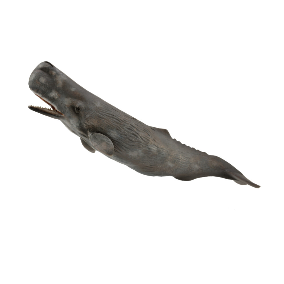 CollectA Sperm Whale