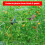 4m x 12m Garden Mesh Netting Bird Plant Vegetable Netting 7