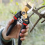 Branch Fruit Pruning Shears Gardening Garden Pruning Shears 1