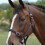 Roma (Pony, Navy) Roma Horse Headcollar and Leadrope 2